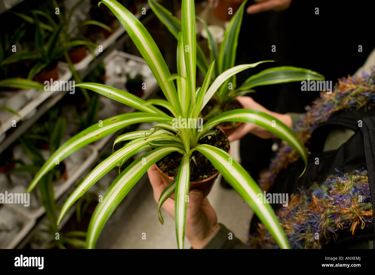 Woman holding two potted plants in a plant nursery Stock Photo - Alamy