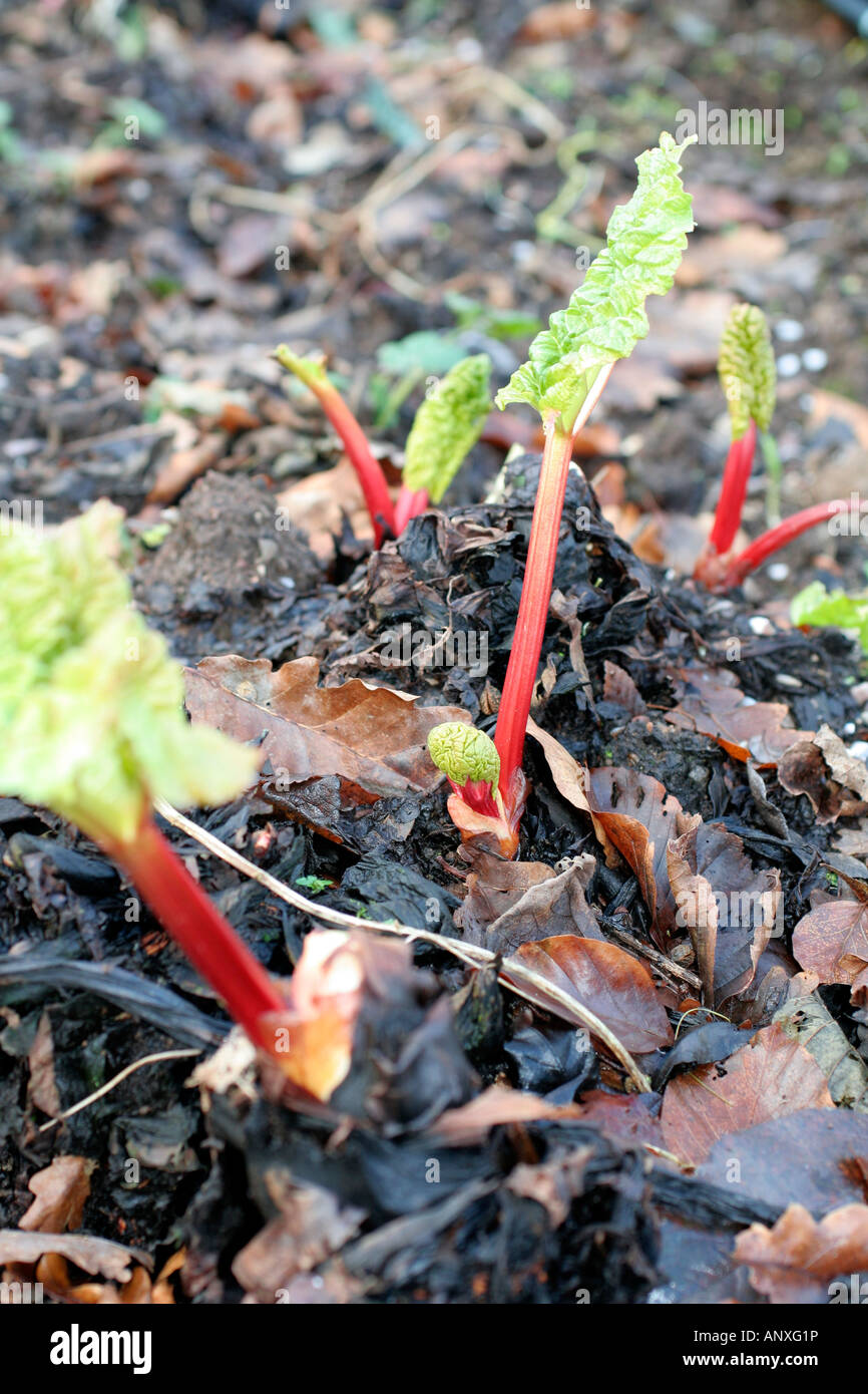 Rheum x hybridum Timperley Early AGM is starting to grow in early January and will have a pullable crop by mid March Stock Photo