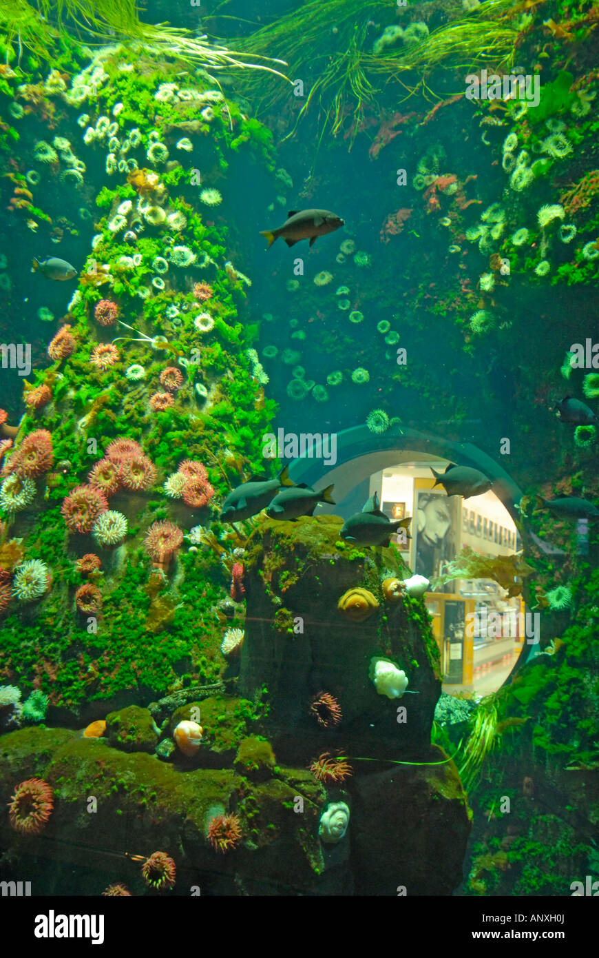 Tropical Fish Tank Vancouver Airport British Columbia BC Canada Stock