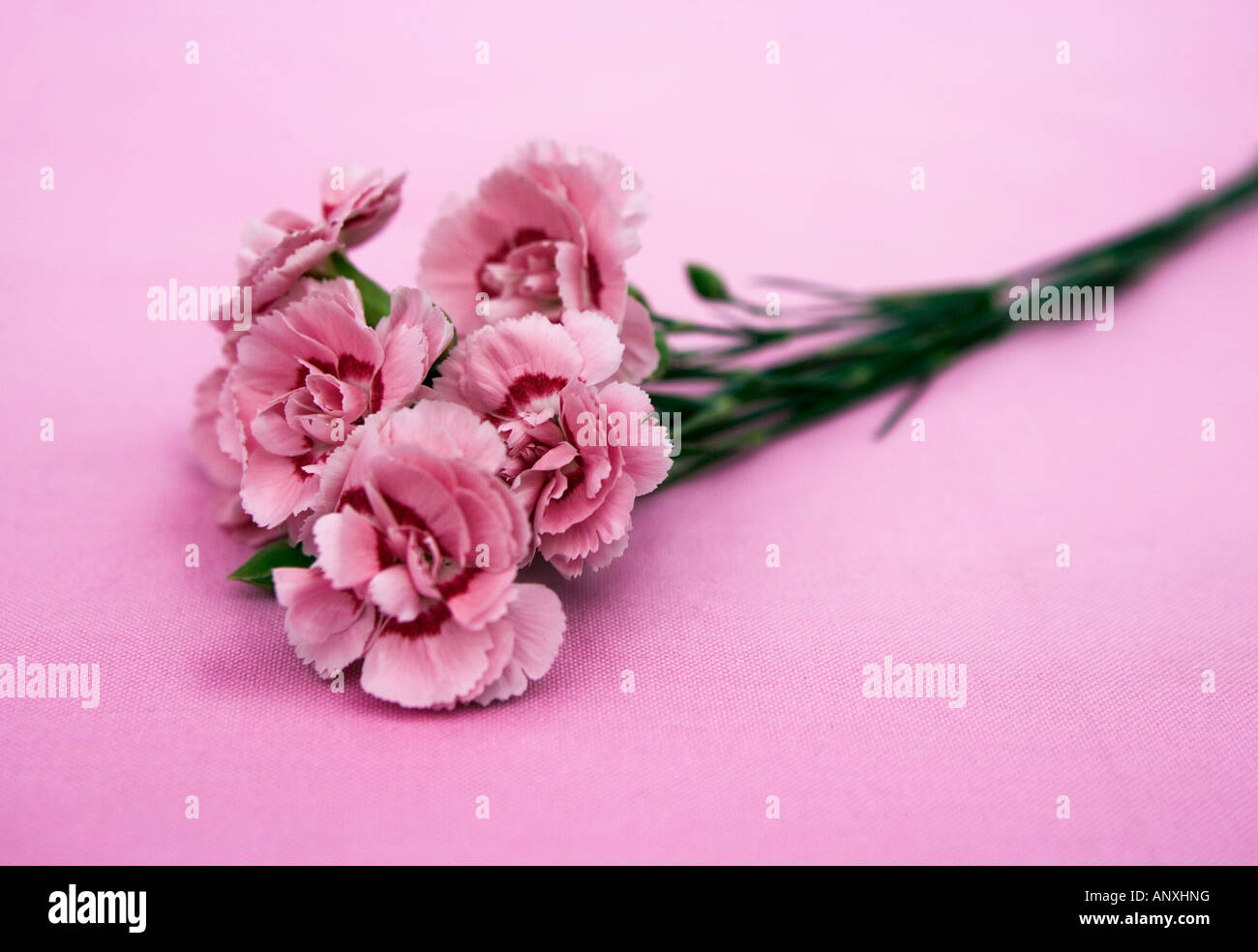 Carnations against a pink background Stock Photo - Alamy