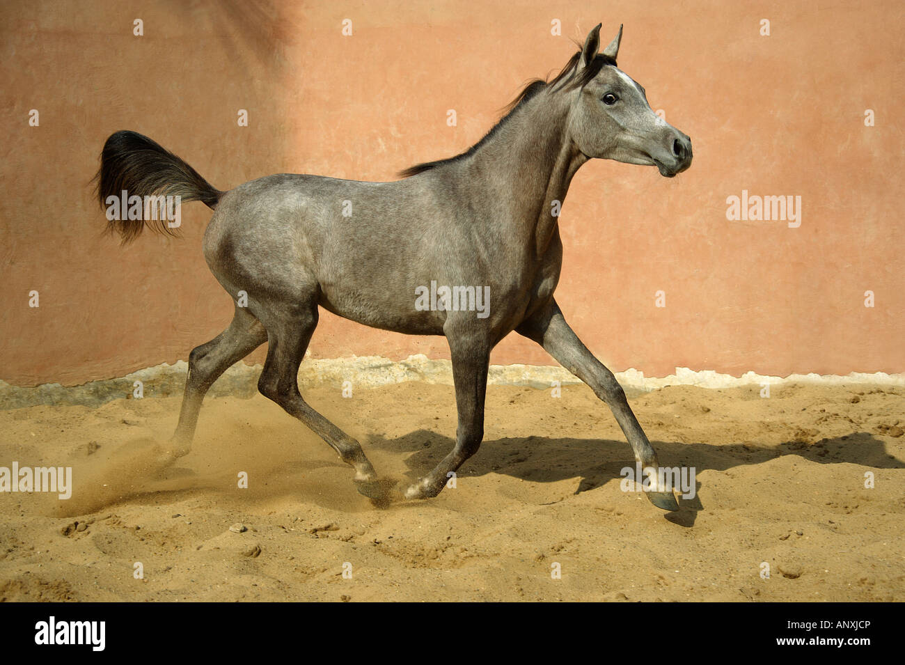 young Arabian horse walking in sand Stock Photo Alamy