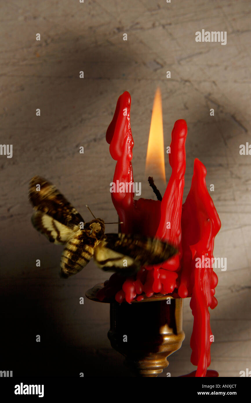 A moth attracted to the flame Stock Photo Alamy