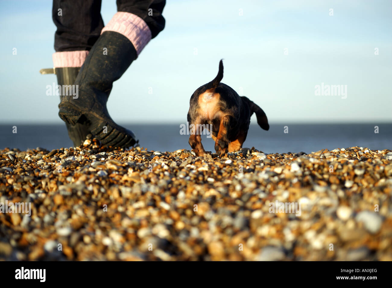Woman in wellingtons walks her puppy on a pebble beach in the late winter sunshine Stock Photo