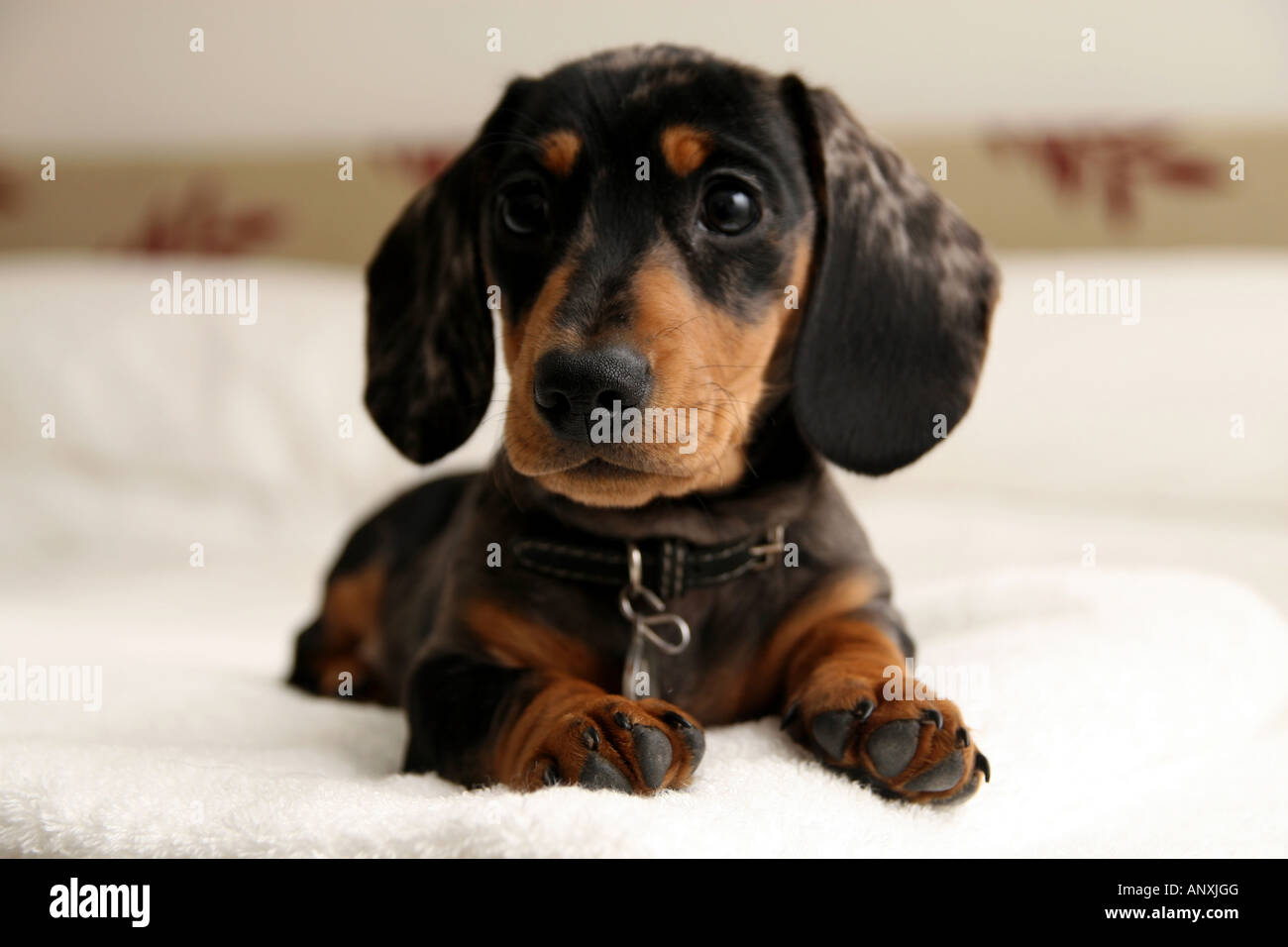 Miniature Dachshund puppy on bed Stock Photo