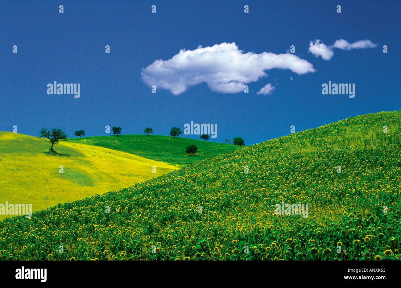 field of sunflowers with olive trees in background single fluffy cloud in blue sky andalucia cordoba spain Stock Photo