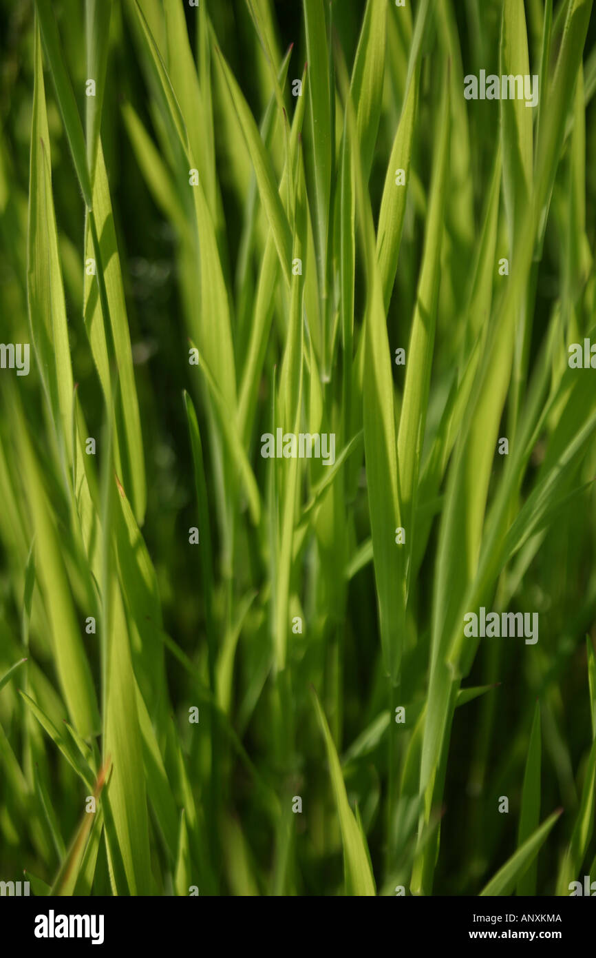 Rich grasses hi-res stock photography and images - Alamy