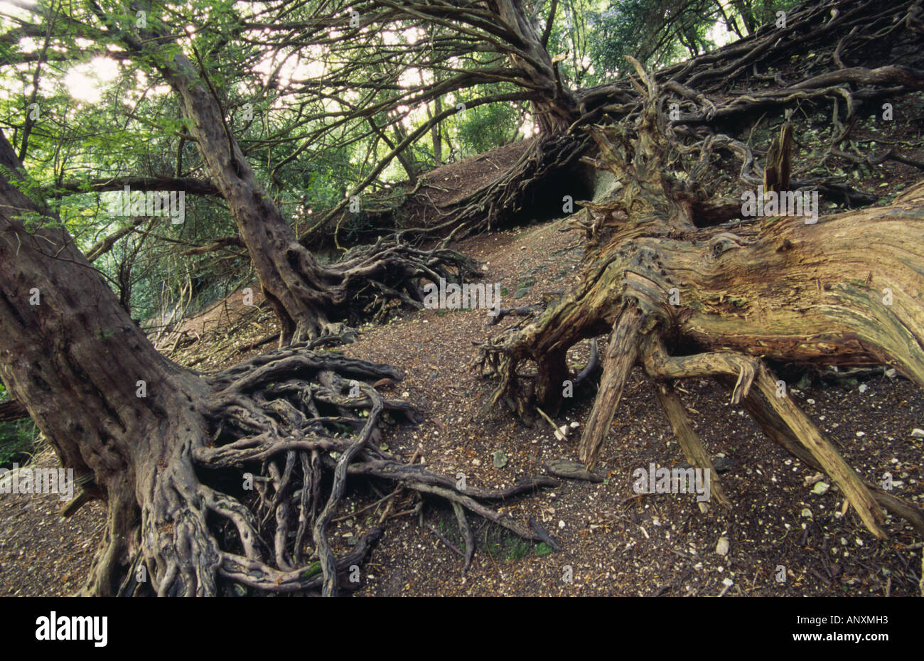 Broad leaved trees with eroded roots Stock Photo - Alamy