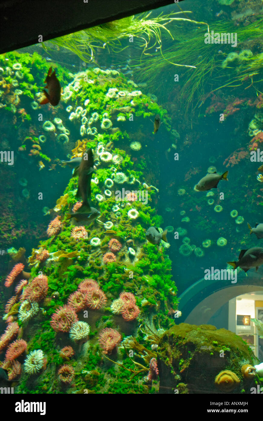 Vancouver airport fish tank hires stock photography and images Alamy