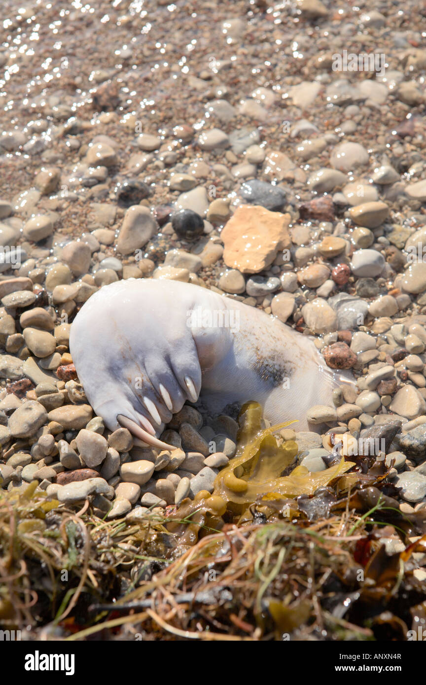 Dead seal beneath beach sand, Sõrve peninsula, Saaremaa, Estonia Stock Photo