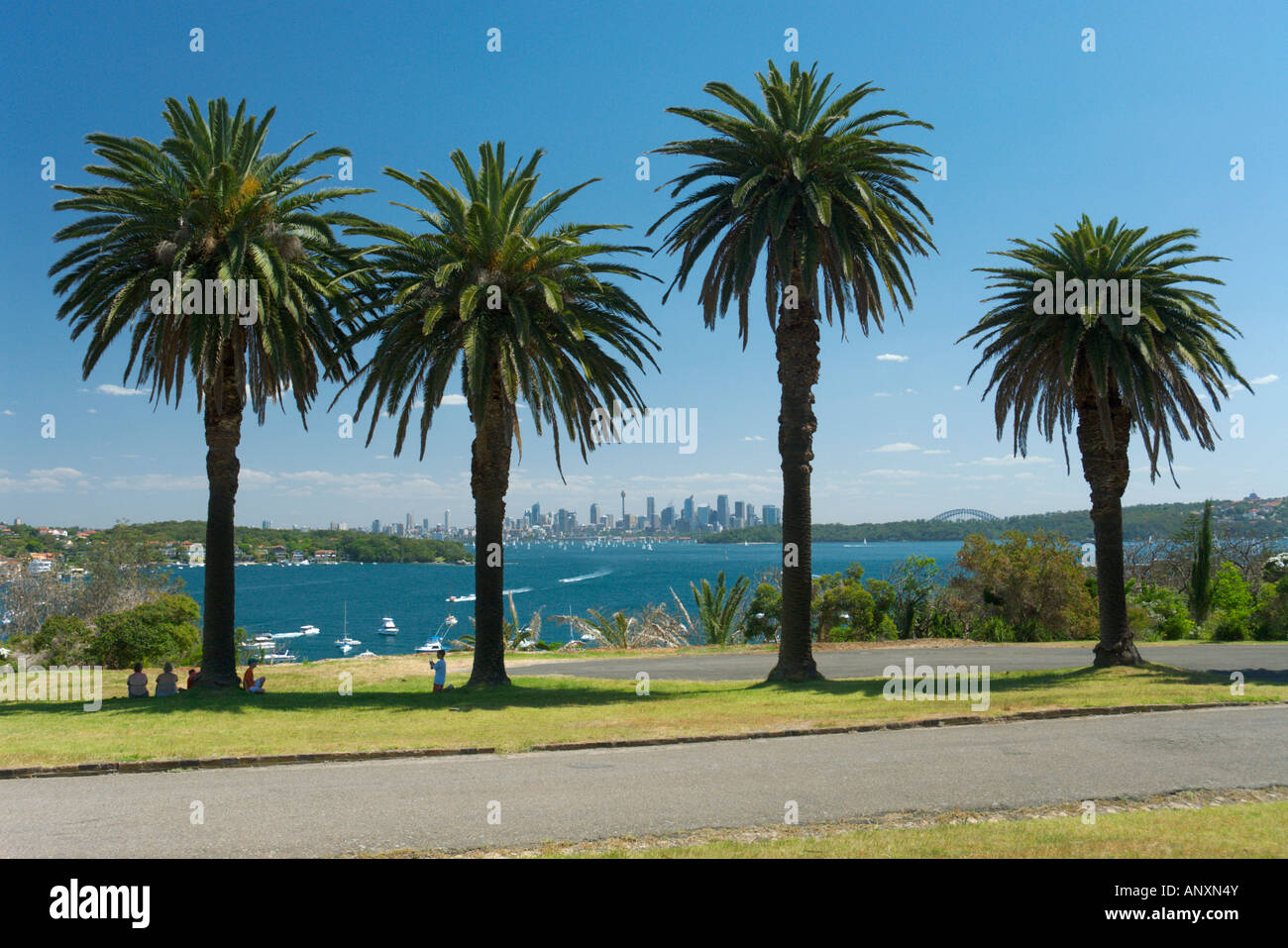 Palm trees at Watson's Bay, Sydney Stock Photo