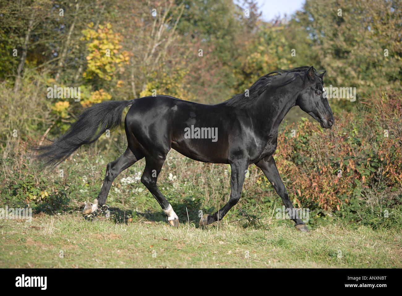 AngloArabian. Black adult horse trotting on a meadow Stock Photo Alamy