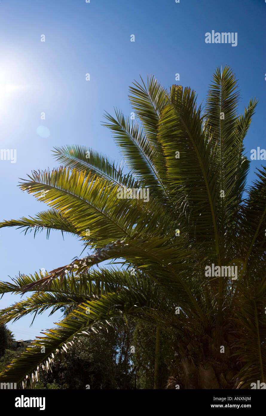 Palm tree in profile Stock Photo