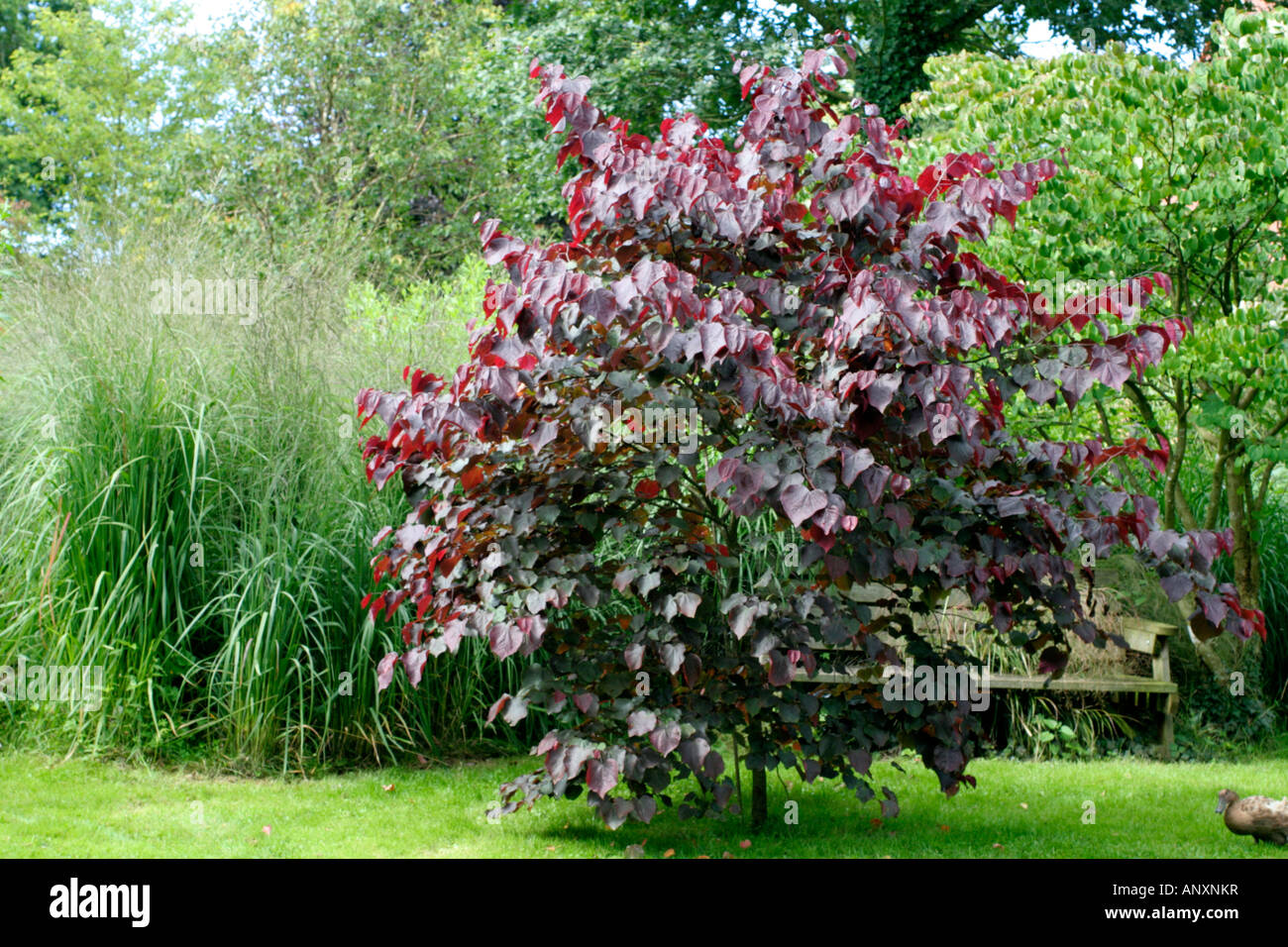 CERCIS CANADENSIS FOREST PANSY Stock Photo