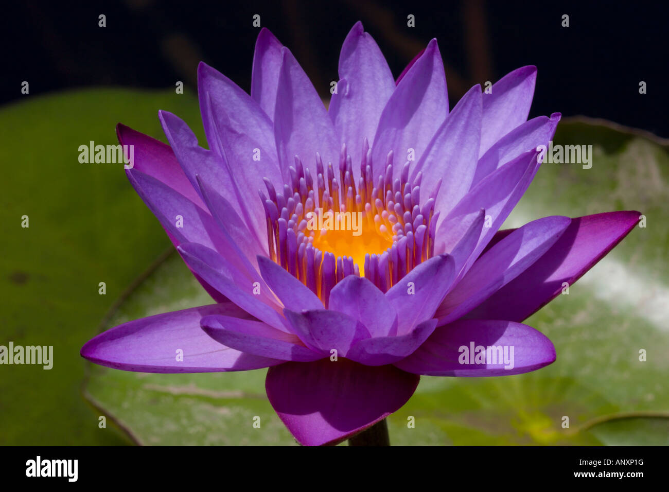 blue water lilly exotic flower Stock Photo