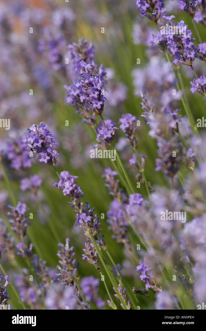 Purple flower plants hi-res stock photography and images - Alamy