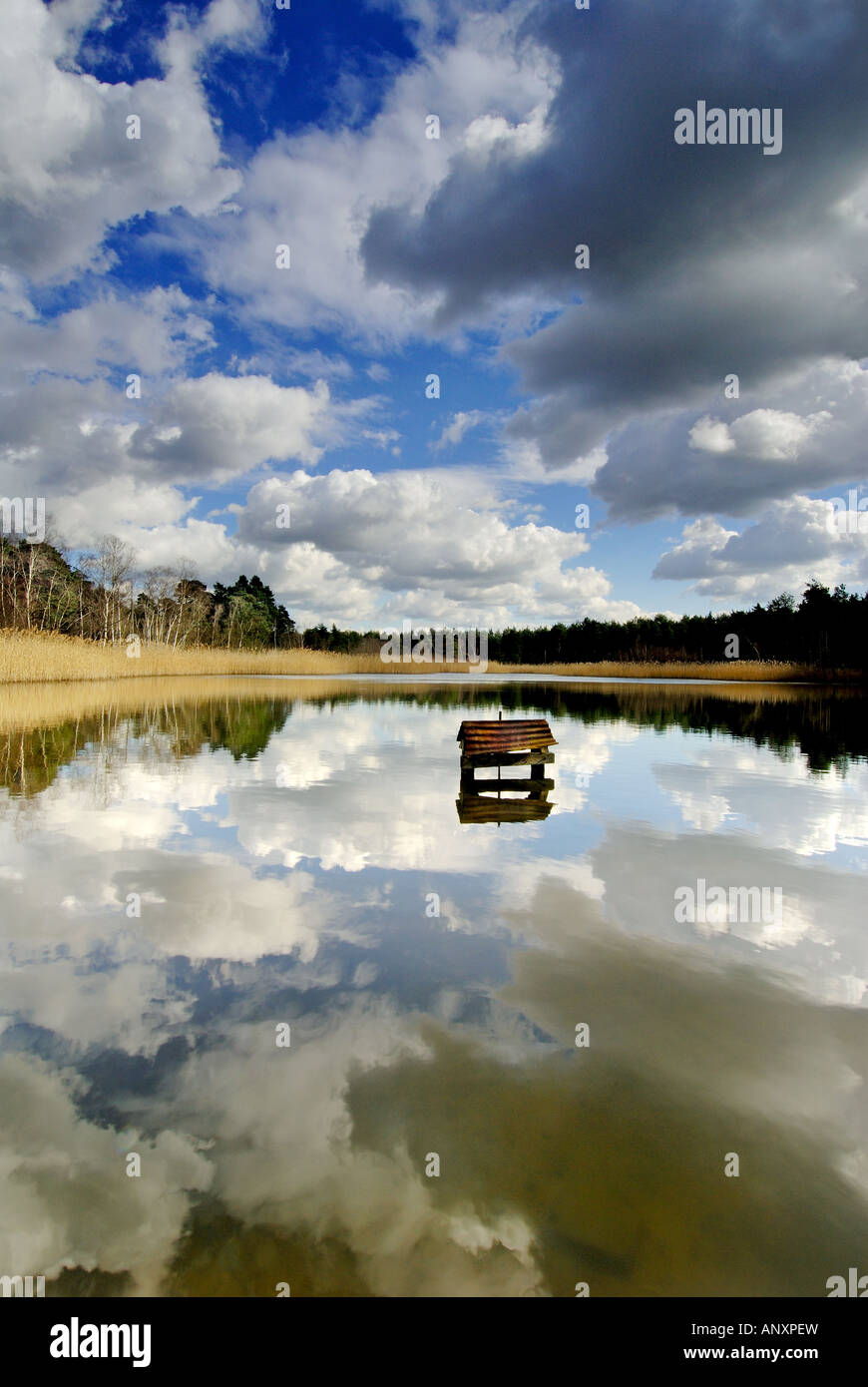 The cloudy sky reflected in a pond at Oxshott Woods in Surrey. Stock Photo