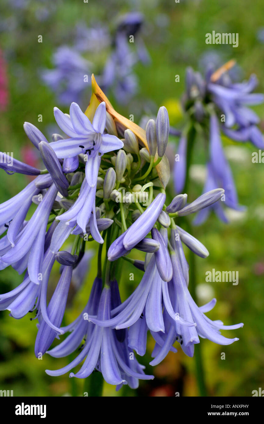 AGAPANTHUS LOCH HOPE Stock Photo Alamy