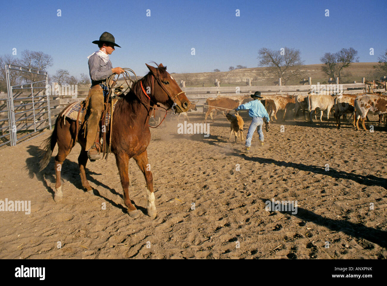 Portrait of a cowboy with a lariat or riata roping a calf on a cattle ranch near Fort Worth Texas Stock Photo