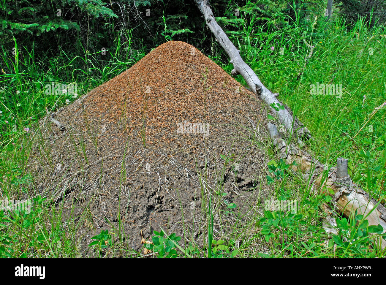 Ant mound Stock Photo Alamy