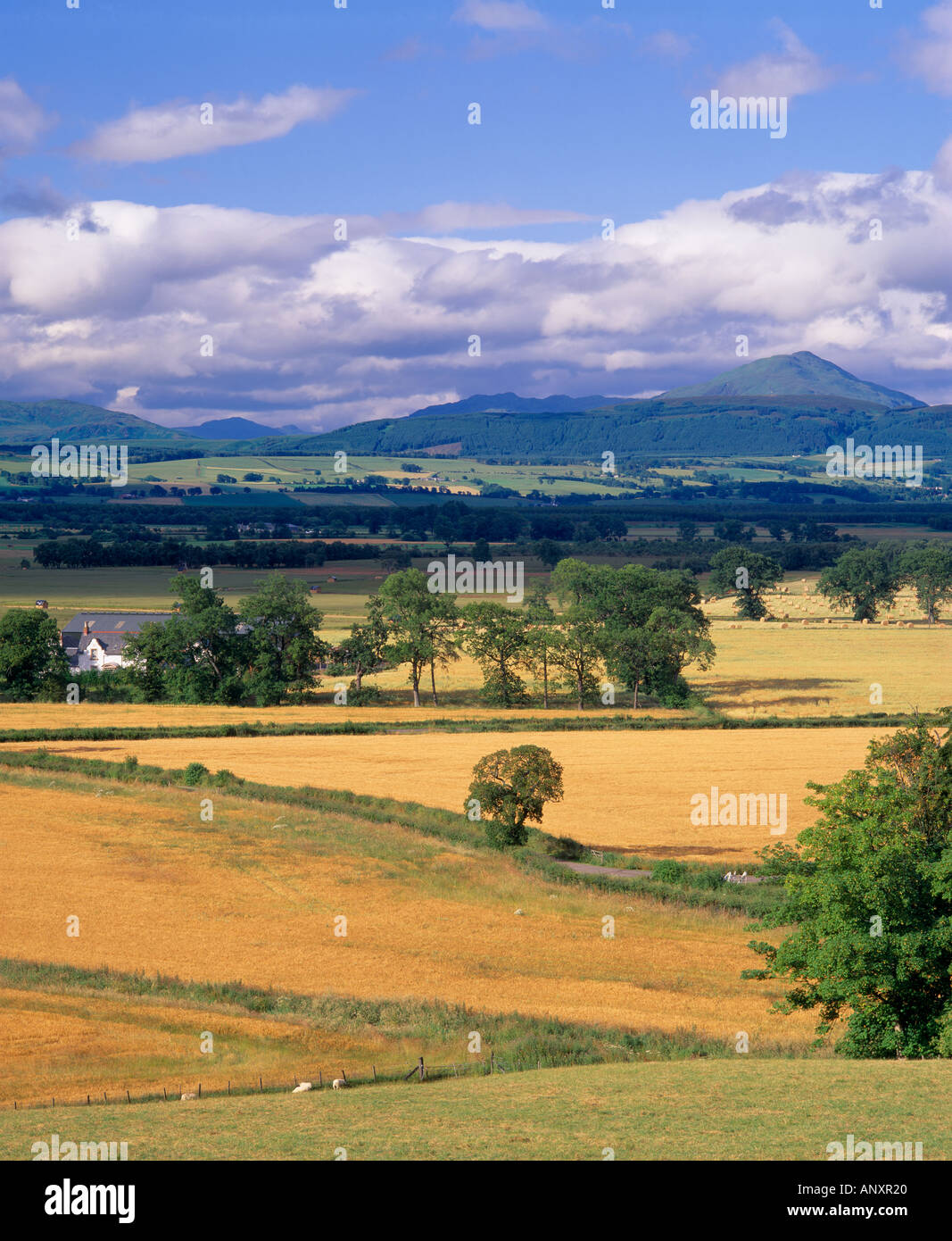 Flanders Moss, Stirling, Scotland, UK. View from Kippen across the Moss to Ben Ledi Stock Photo