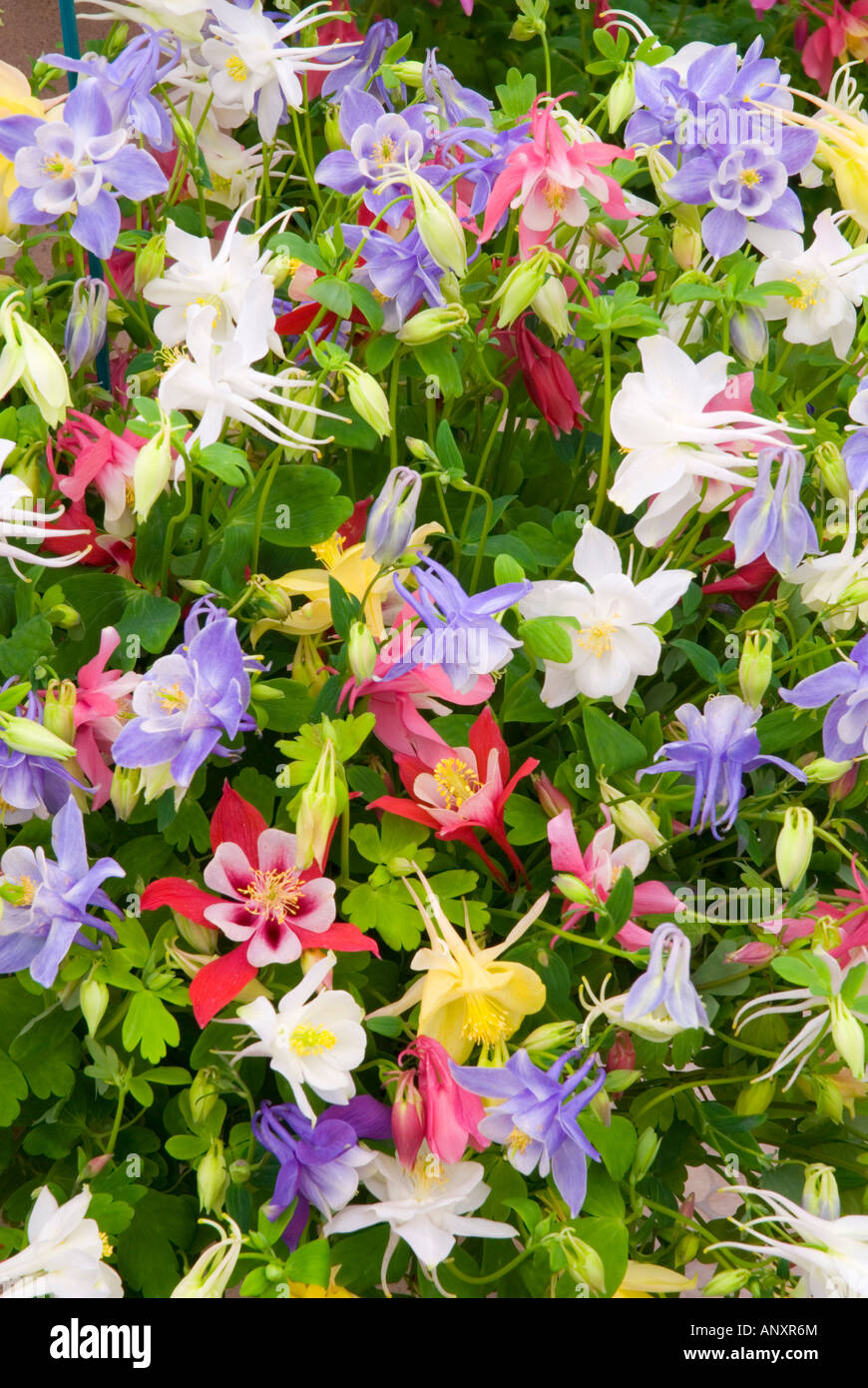 Aquilegia 'Butterfly Mixed' columbines columbine many colors flowering shade garden perennial plants Stock Photo