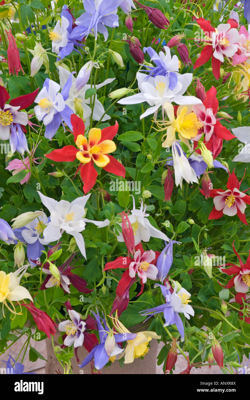 Aquilegia 'State Series Mixed' columbines flowering in mass and many colors colours Stock Photo