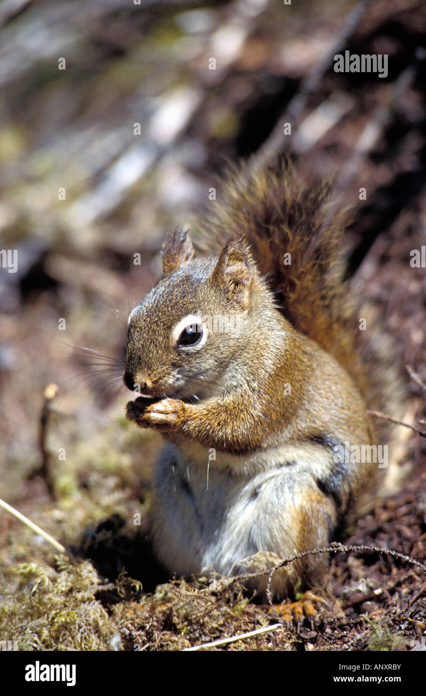Ecureuil Gris Des Usa Sciurus Carolinensis Stock Photo Alamy