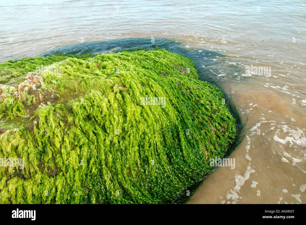 Rock covered with seaweeds on beach during low tide Stock Photo
