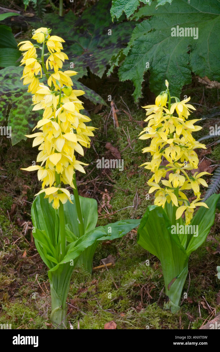 Calanthe sieboldii hardy orchids Yellow Ebine growing in ground, plant habit in garden Stock Photo