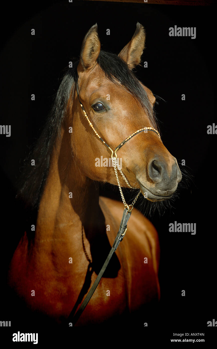 Araber-Berber - Portrait Stock Photo - Alamy