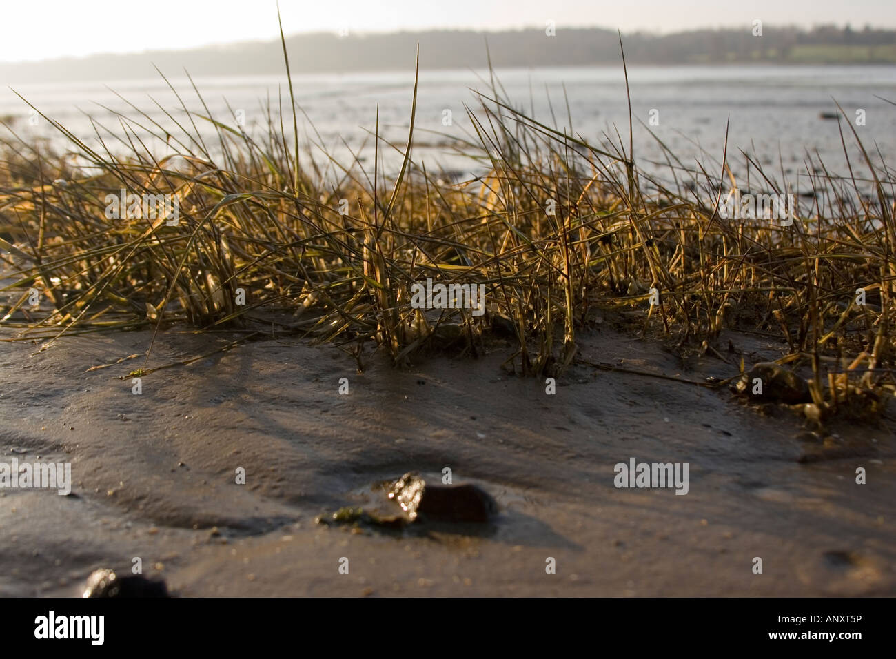 Marsh arrowgrass Stock Photo