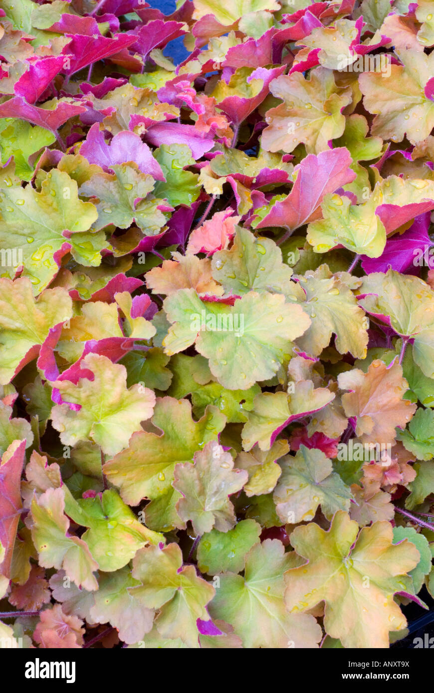 Heuchera 'Caramel' foliage leaves in many colors colours groundcover perennial, pink yellow green purple contrasts shade garden Stock Photo