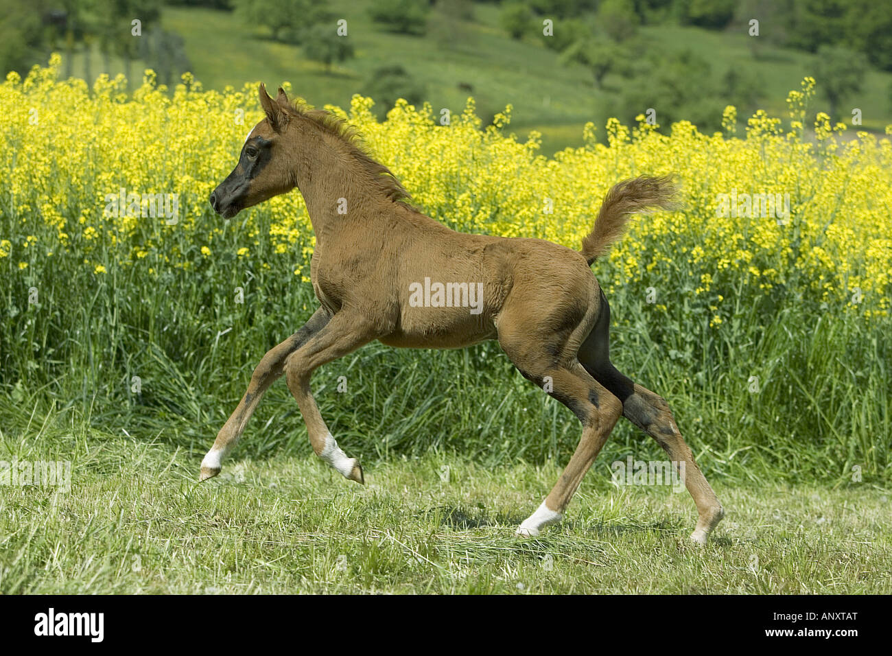 Arabian horse foal on meadow Stock Photo Alamy