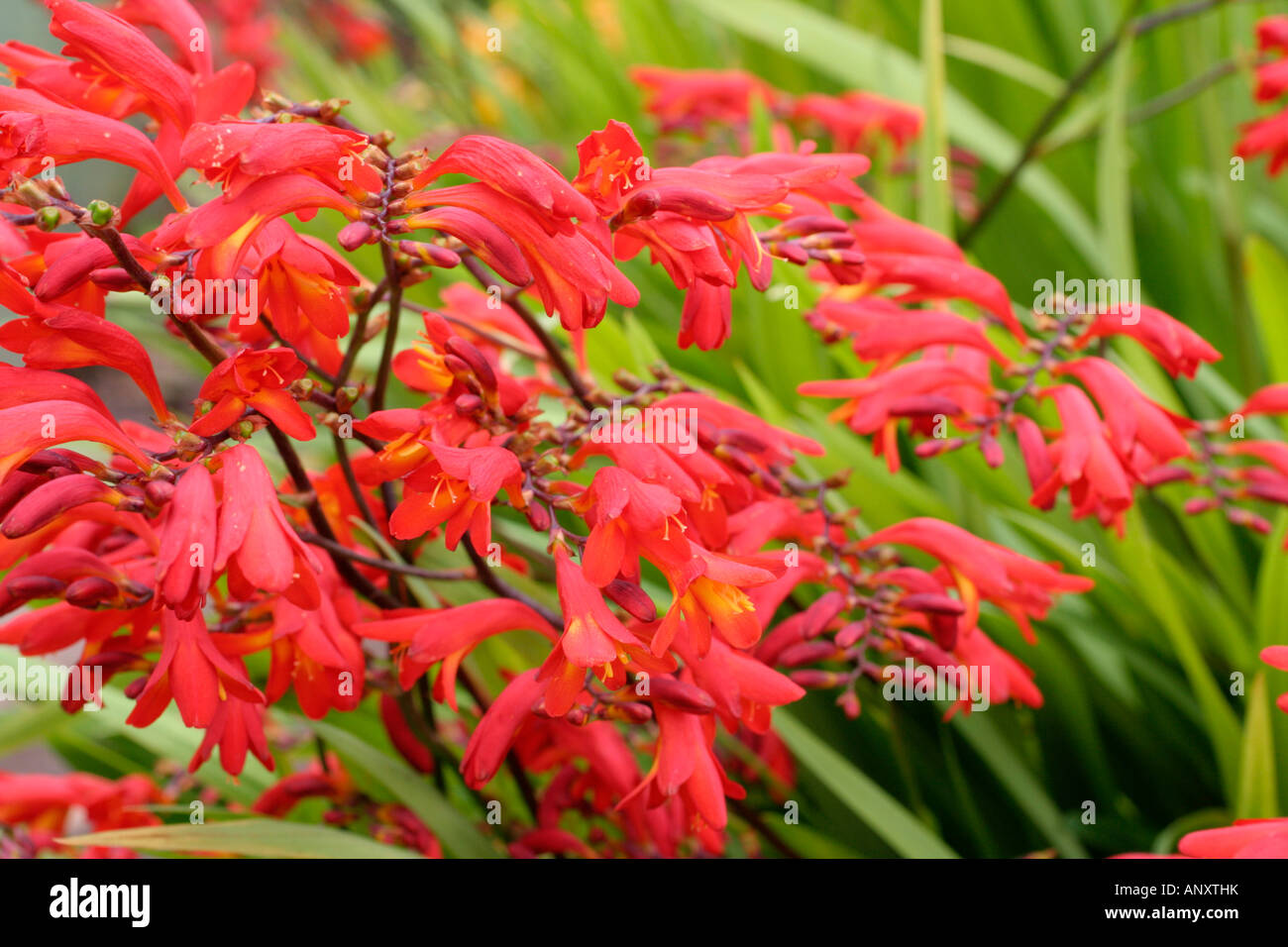 CROCOSMIA EMBER GLOW Stock Photo