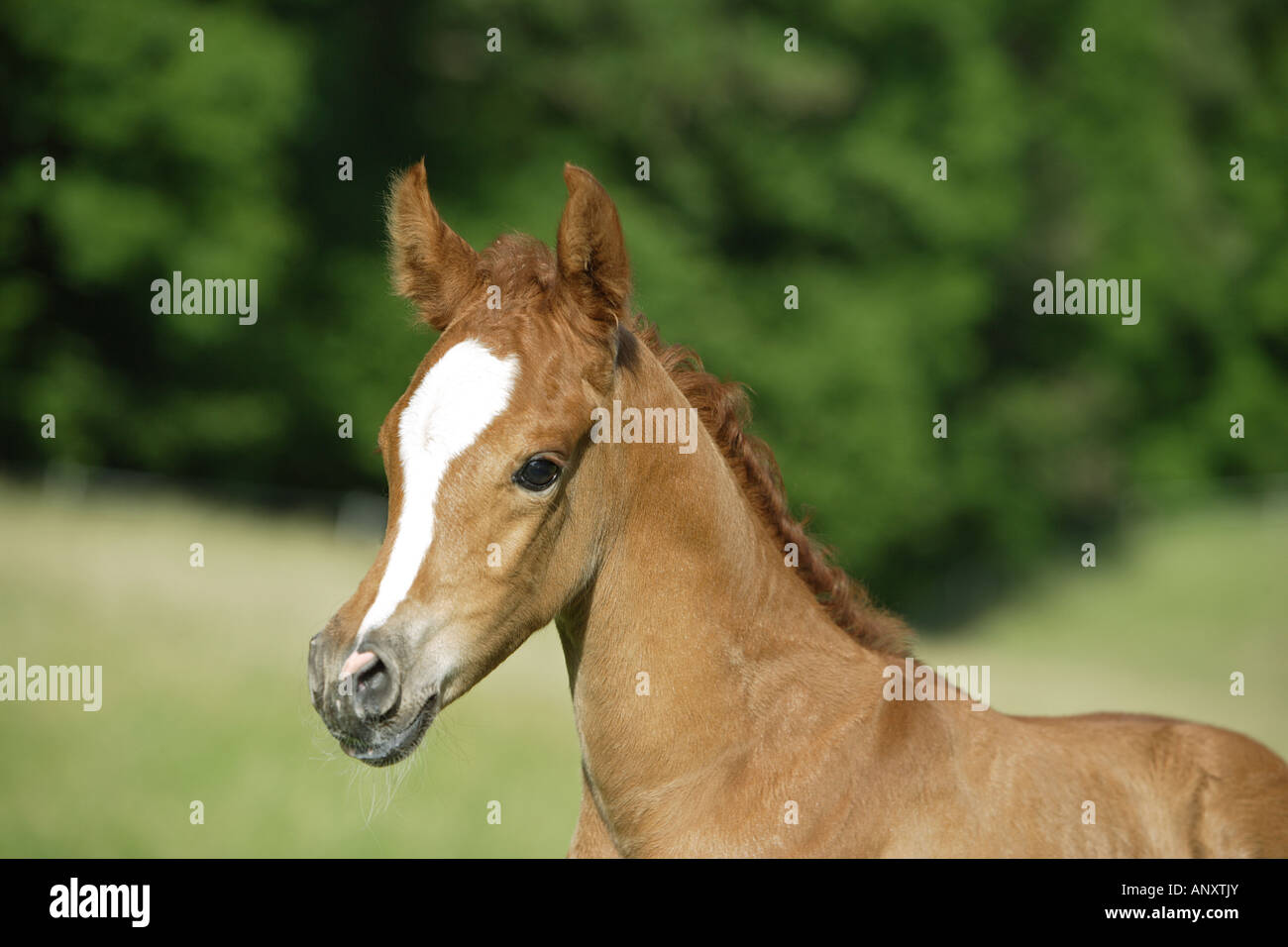 Arabian horse - foal - portrait Stock Photo - Alamy