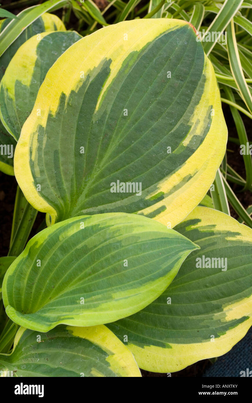 Hosta 'Heart’s Content' gold-edged green ribbed shade perennial foliage plant perennial Stock Photo