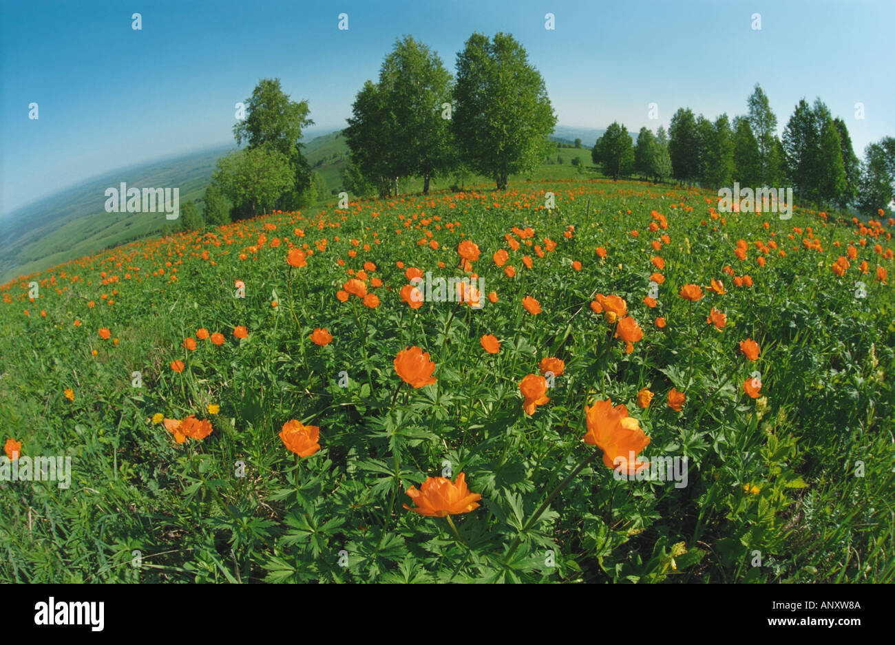 Mountain slope covered with globe flowers Trollius Altai Siberia Russia Stock Photo