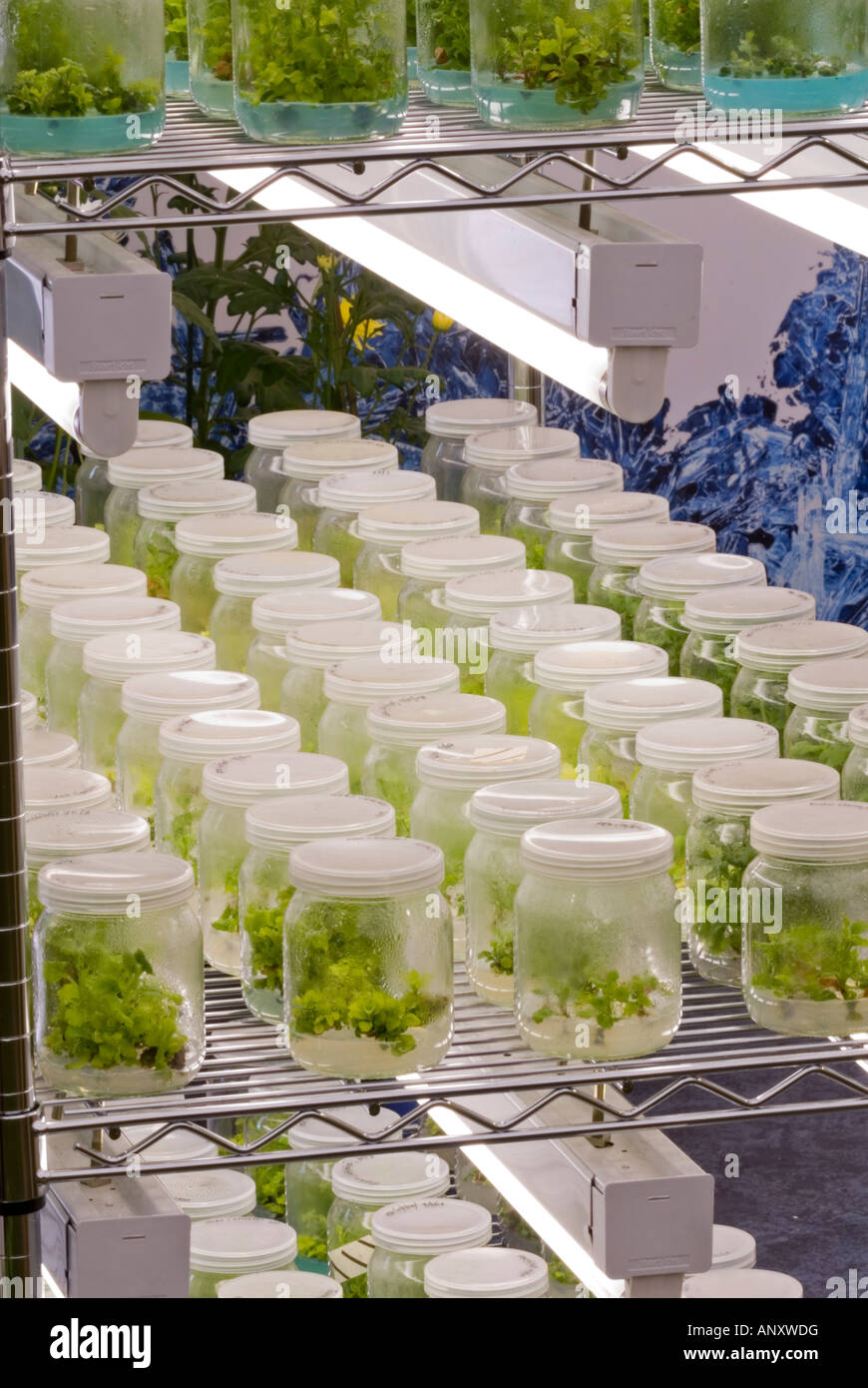 Laboratory propagation scientific flasks plants growing under