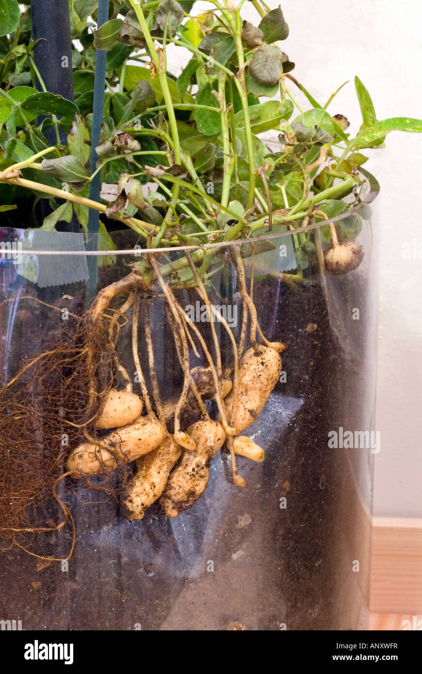 Peanuts in clear container showing roots & underground growth (Arachis hypogaea) educational demonstrations Stock Photo
