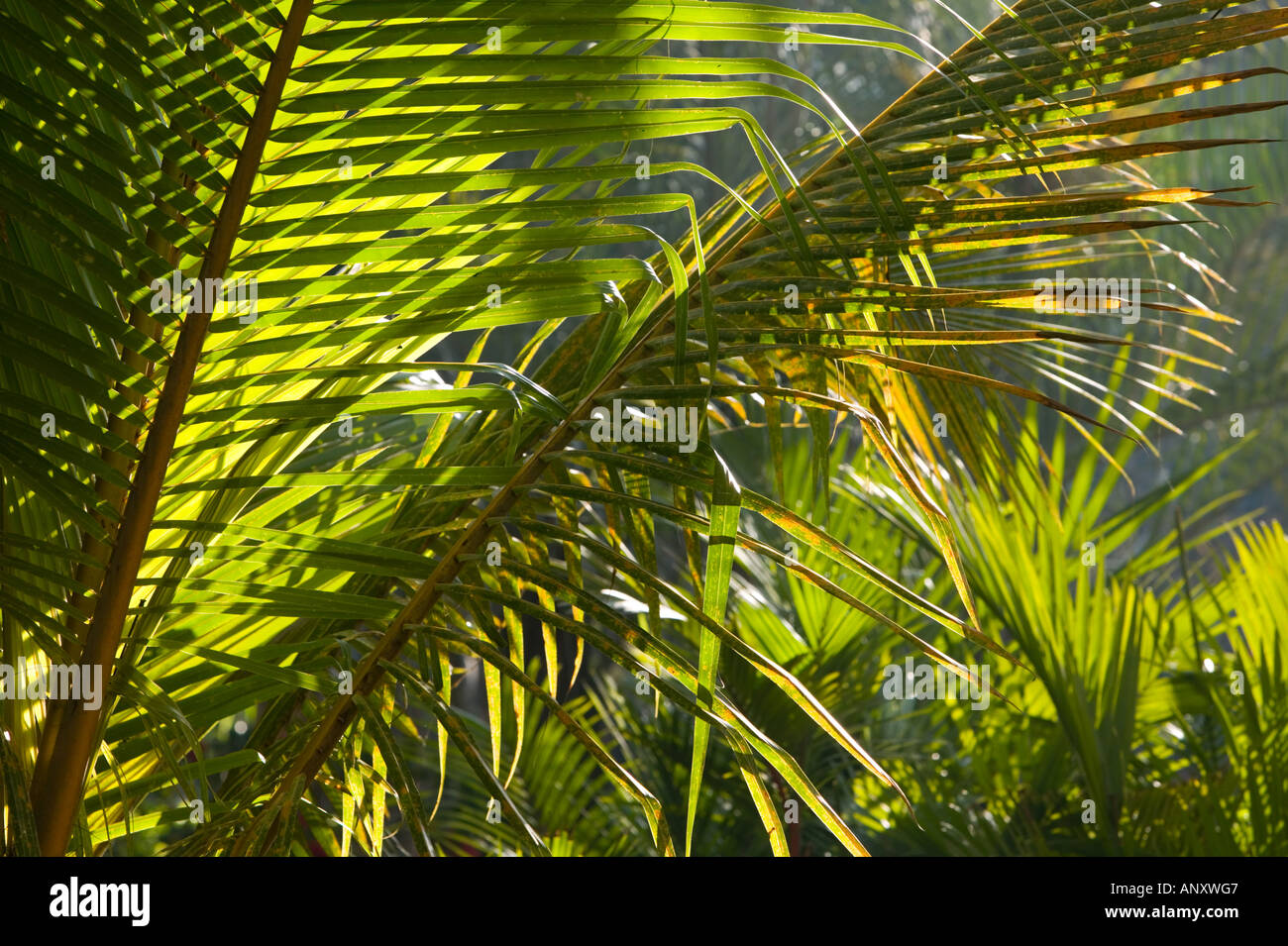 INDIA, Karnataka, Bangalore: Leela Palace Hotel. Garden Tropical Foliage Stock Photo