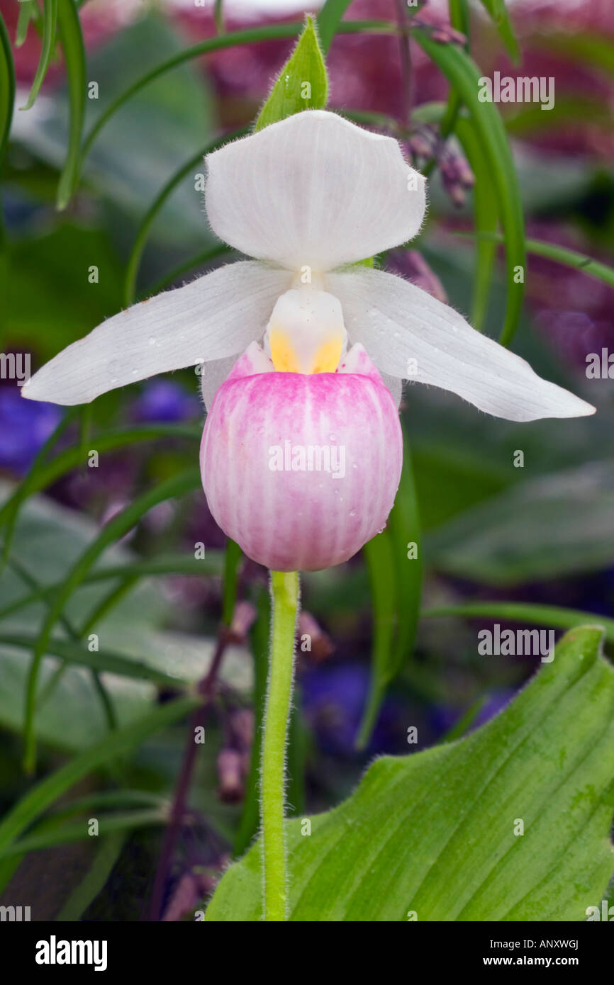 Cypripedium reginae, Showy Lady's Slipper Orchid, American native wildflower terrestrial species pink pouch, white petals flower Stock Photo