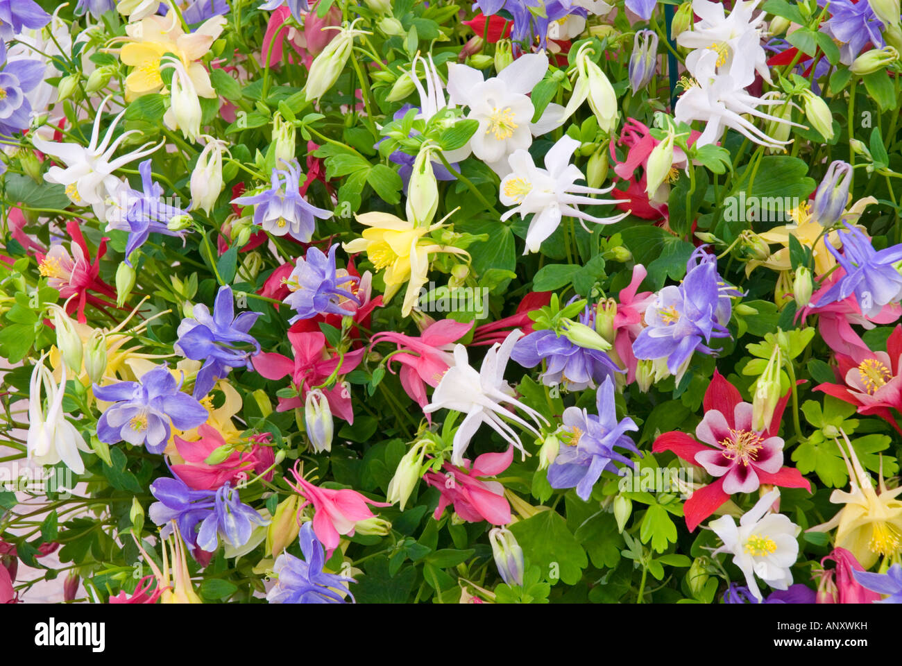 Aquilegia 'Butterfly Mixed' columbines flowering in mass and many colours colors American native wildflowers Stock Photo