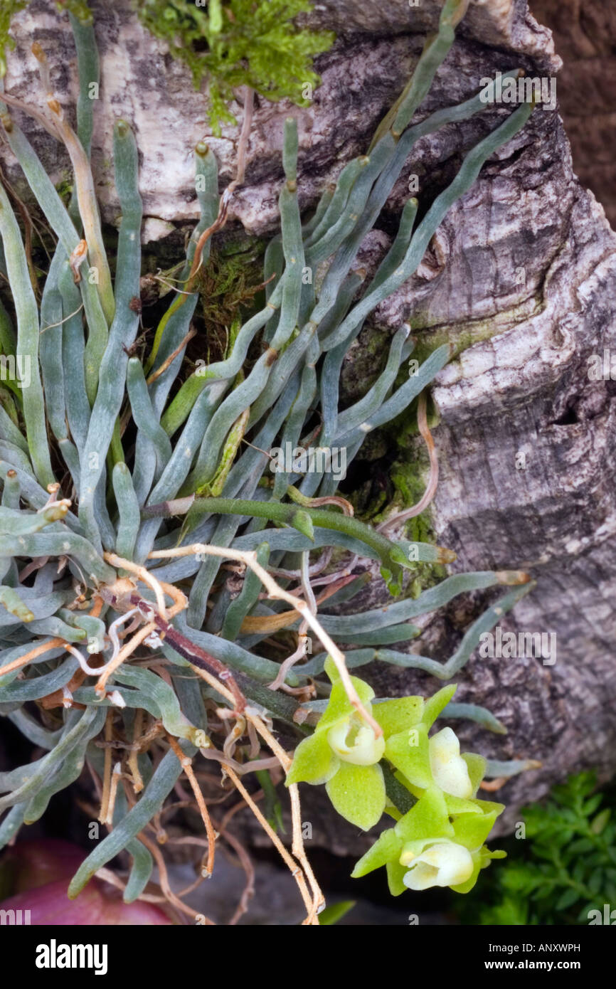 Chiloschista species Leafless Orchids mounted on bark in flower with just roots visible for photosynthesis, no foliage (Ghost orchid) Stock Photo