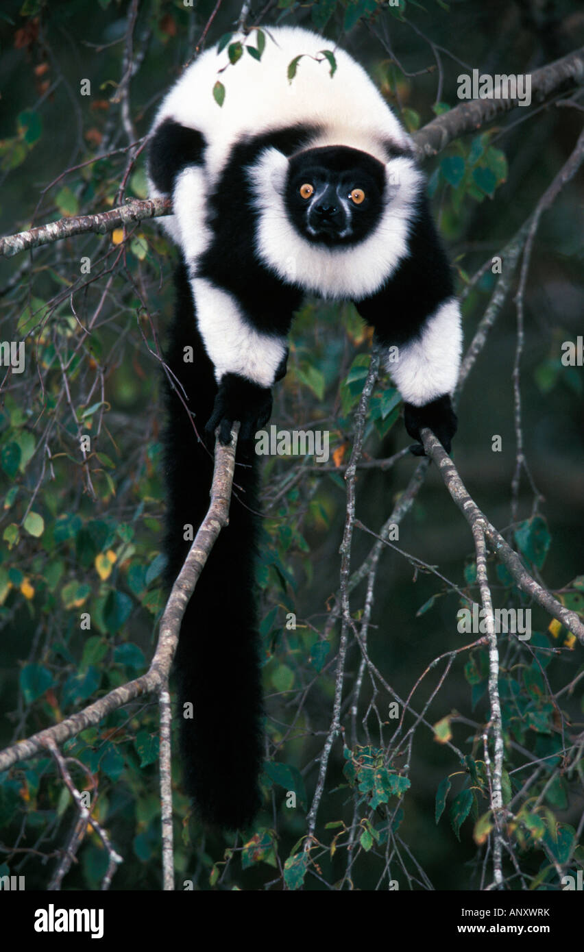 Black and white Ruffed Lemur Varecia variegata variegata Schwarz weisser Vari side Madagascar Le mur variegatus Varecia variegat Stock Photo