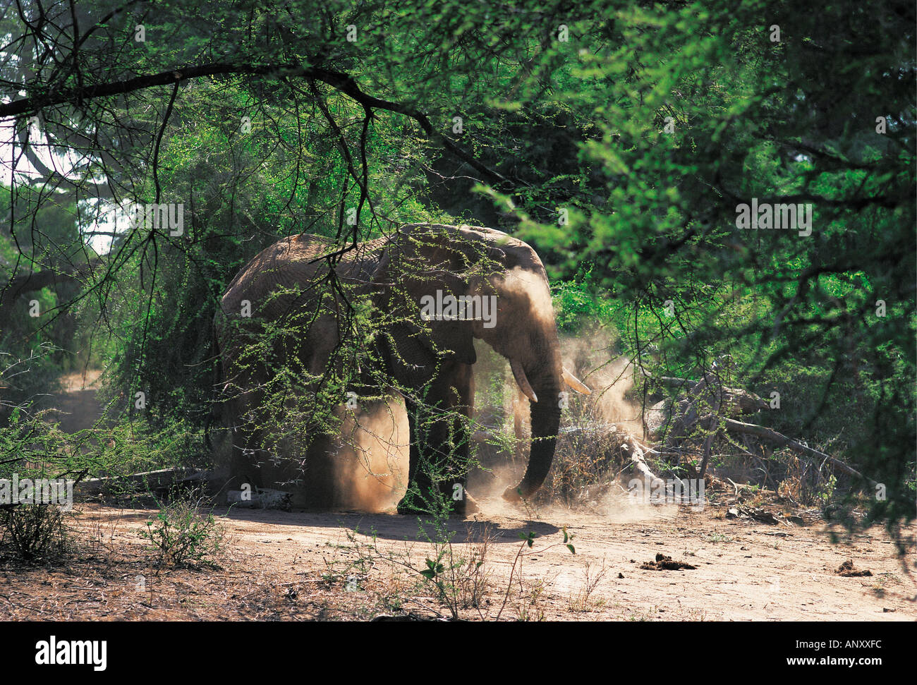 Elephant dusting itself Samburu National Reserve Kenya East Africa Stock Photo