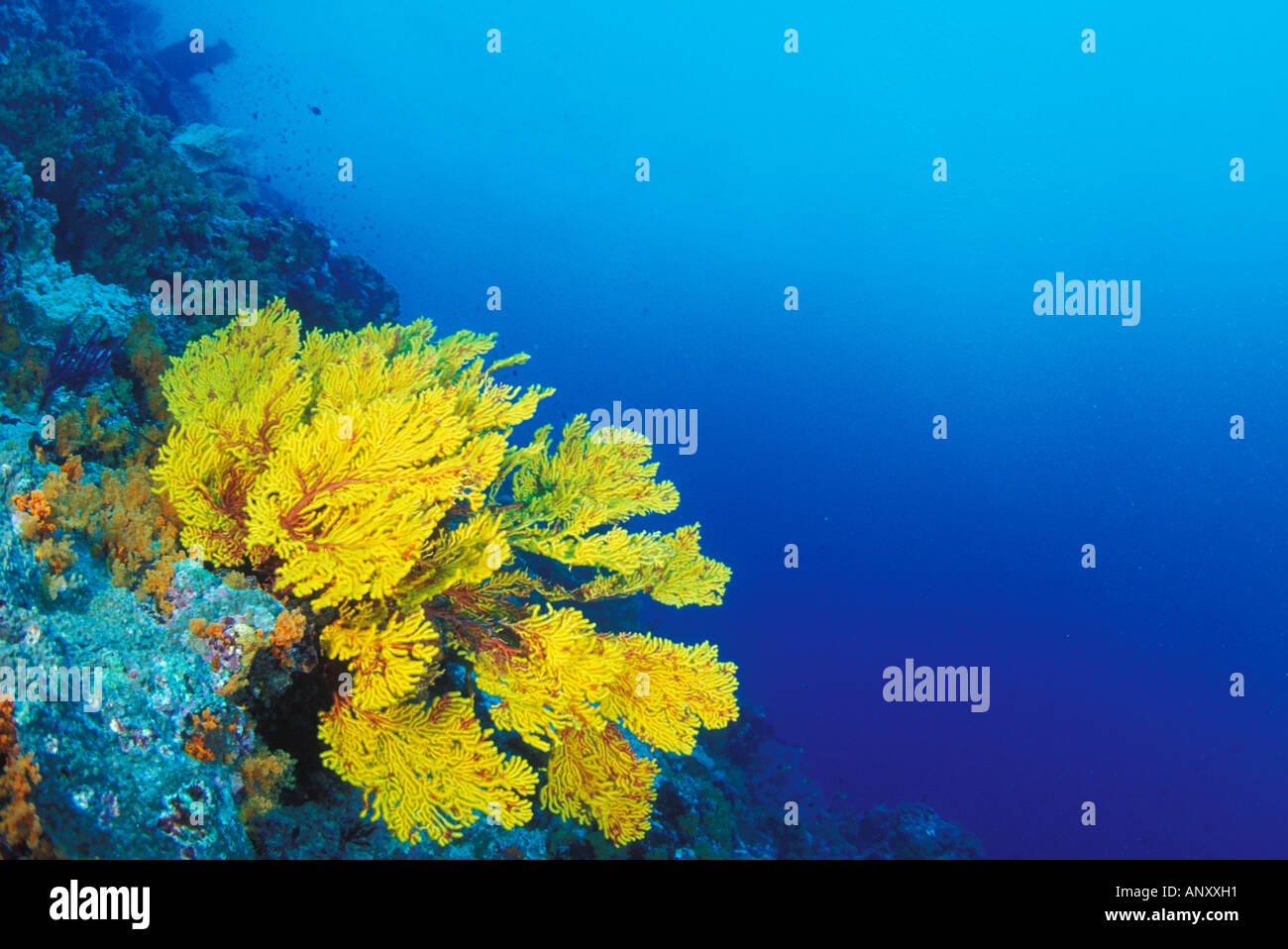 Indonesia, Banda Islands, prolific coral reefs Stock Photo - Alamy