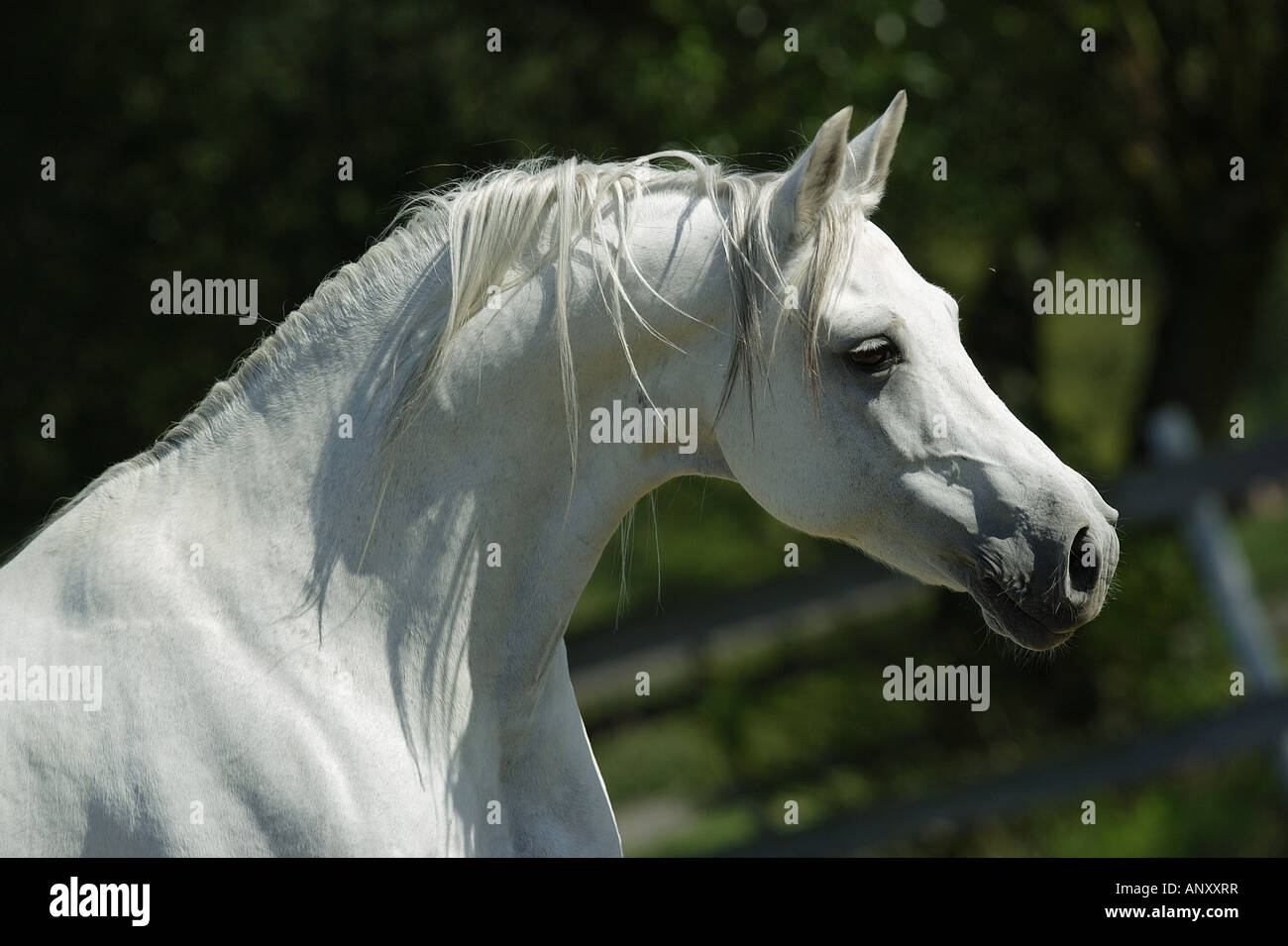 Arabian horse - portrait Stock Photo - Alamy