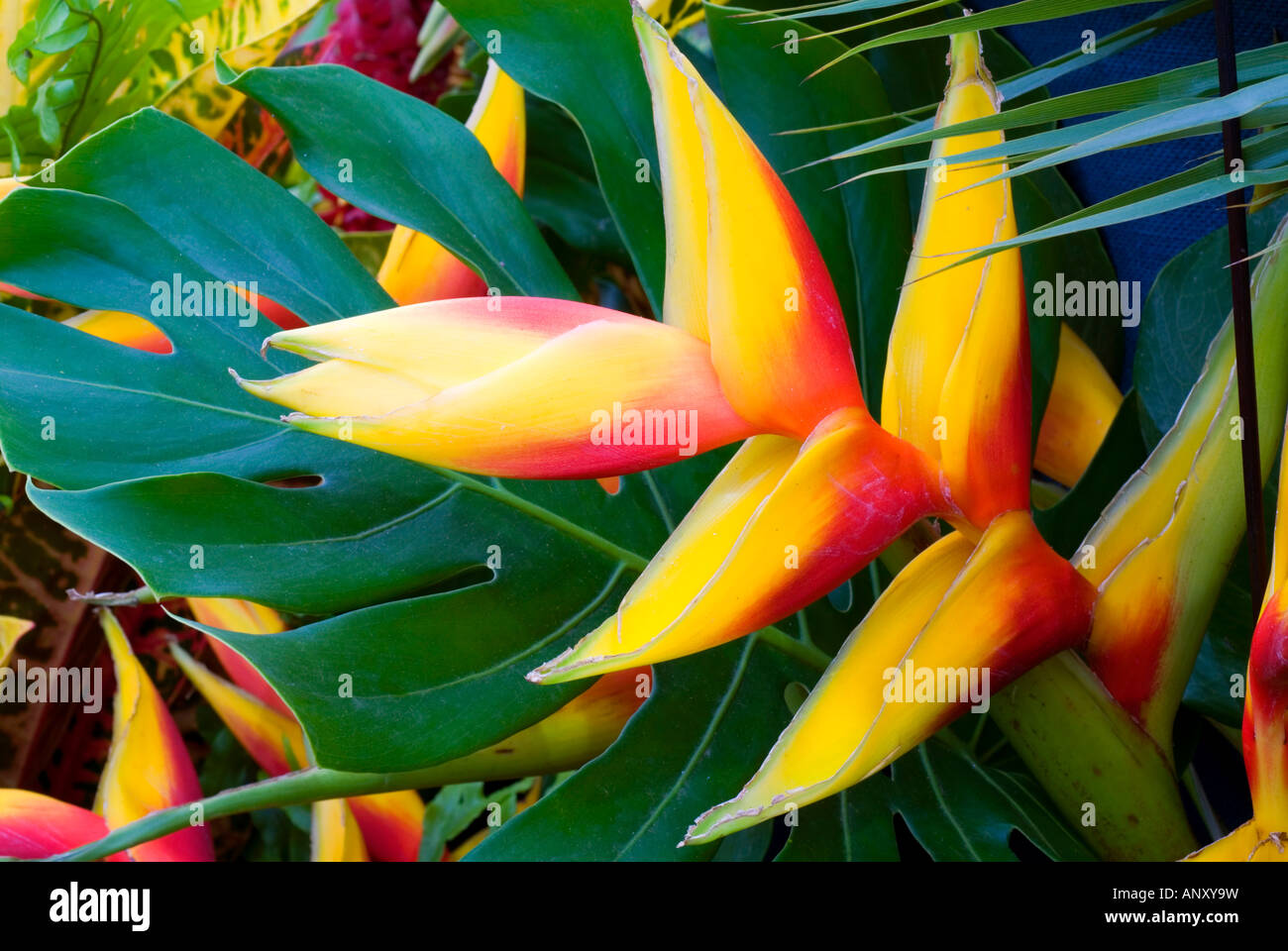 Heliconia (natural hybrid in Grenada) exotic tropical flowers with bold leaves, yellow gold and red blooms Stock Photo