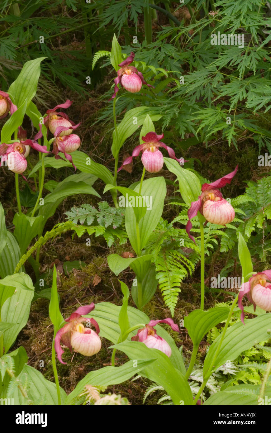 Cypripedium Gisela hybrid orchids lady's slippers ladyslippers Cypripedium macranthos x parviflorum, primary hybrid, blooming with big pouched lips Stock Photo