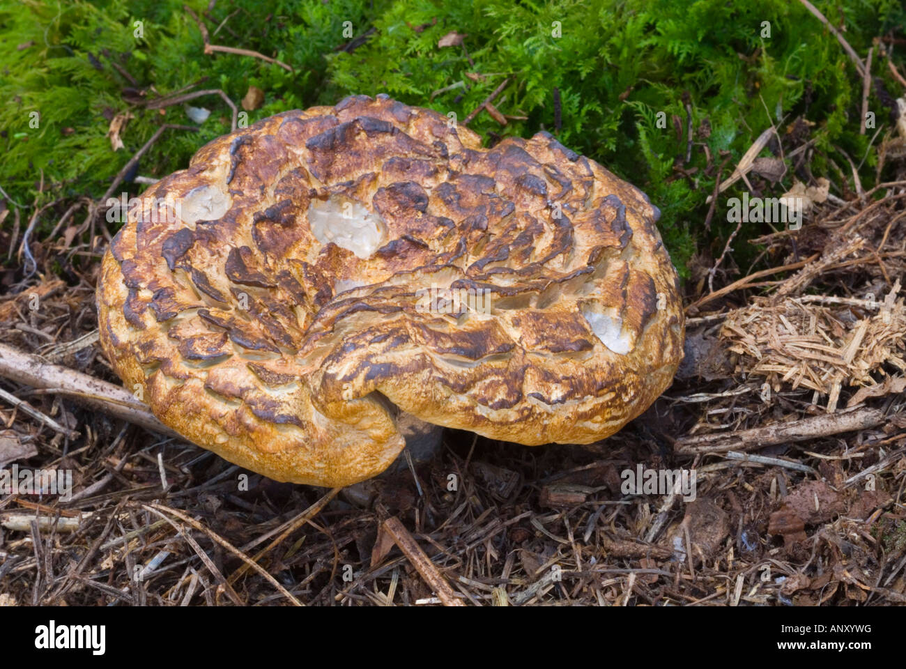 Sarcodon imbricatus rare and vulnerable Hedgehog mushroom growing - portrait: edible fungus with large brownish cap fruiting body with scales Stock Photo
